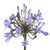 Blue agapanthus bulk flowers with tall stems and clustered blooms for weddings and floral design in Phoenix Arizona
