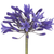 Blue agapanthus bulk flowers with tall stems and clustered blooms for weddings and floral design in Phoenix Arizona