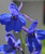 Dark Blue Delphinium