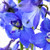 Dark Blue Delphinium – Bulk Flower – Phoenix Arizona