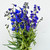 Dark Blue Delphinium – Bulk Flower – Phoenix Arizona