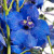 Dark Blue Delphinium – Bulk Flower – Phoenix Arizona