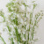 White Delphinium – Bulk Flower – Phoenix Arizona