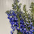 Dark Blue Hybrid Delphinium – Bulk Flower – Phoenix Arizona