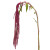 Red Hanging Amaranthus