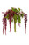 Red Hanging Amaranthus