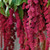 Red Hanging Amaranthus
