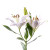White Oriental Lily – Bulk Flower – Phoenix Arizona