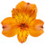 Orange Alstroemeria – Bulk Peruvian Lilies – Phoenix Arizona