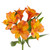 Orange Alstroemeria – Bulk Peruvian Lilies – Phoenix Arizona