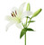 Close-up of white asiatic lily flowers with star-shaped blooms, smooth petals, and sturdy green stems.