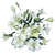Close-up of white asiatic lily flowers with star-shaped blooms, smooth petals, and sturdy green stems.