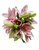 Close-up of soft light pink asiatic lily flowers with smooth, star-shaped petals and strong green stems.