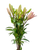 Close-up of soft light pink asiatic lily flowers with smooth, star-shaped petals and strong green stems.