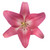 Close-up of vibrant dark pink asiatic lily flowers with star-shaped blooms, smooth petals, and sturdy green stems.