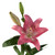 Dark Pink Asiatic Lily – Bulk Bright Focal Flowers – Phoenix Arizona