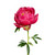 Coral Peony – Bulk Fresh Coral Peonies – Phoenix AZ