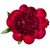 Burgundy Peony – Bulk Fresh Burgundy Peonies – Phoenix AZ