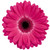Hot Pink Gerbera Daisy with Dark Eye – Bulk Flower Bunch – Phoenix Arizona