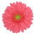 Medium Pink Gerbera Daisy with Light Eye – Bulk Flower Bunch – Phoenix Arizona