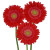Red Gerbera Daisy with Light Eye – Bulk Flower Bunch – Phoenix Arizona