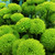 Green Button Chrysanthemum – Bulk Flower – Phoenix Arizona