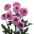Lavender Button Chrysanthemum – Bulk Flower – Phoenix Arizona