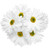 Daisy White Chrysanthemums – Bulk Flower Bunch – Phoenix Arizona