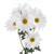 Daisy White Chrysanthemums – Bulk Flower Bunch – Phoenix Arizona