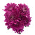 Purple Cushion Chrysanthemum – Bulk Flower – Phoenix Arizona