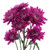 Purple Cushion Chrysanthemum – Bulk Flower – Phoenix Arizona