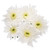 White Cushion Chrysanthemum – Bulk Flower – Phoenix Arizona