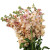 Peach Stock – Bulk Filler Flower – Phoenix Arizona