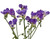 Purple Freesia – Bulk Filler Flower – Phoenix Arizona