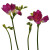 Hot Pink Freesia – Bulk Filler Flower – Phoenix Arizona