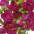 Freesia Hot Pink – Bulk Flower Bunch – Phoenix Arizona