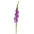 Gladiolus Lavender – Bulk Flower Bunch – Phoenix Arizona