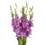Gladiolus Lavender – Bulk Flower Bunch – Phoenix Arizona
