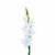 Gladiolus White – Bulk Flower Bunch – Phoenix Arizona