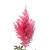 Dark Pink Astilbe – Bulk Flower – Phoenix Arizona