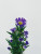 Monte Casino Aster Purple – Bulk Flower Bunch – Phoenix Arizona