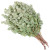 Eucalyptus Gumdrop – Bulk Greenery Bunch – Phoenix Arizona