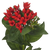 Red Bouvardia – Bulk Flowers – Phoenix Arizona