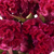 Burgundy Celosia Coxcomb – Bulk Velvet Brain Flower – Phoenix Arizona