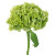 Green Celosia Coxcomb – Bulk Velvet Brain Flower – Phoenix Arizona