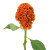 Orange Coxcomb Celosia – Bulk Flower – Phoenix Arizona