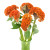 Orange Coxcomb Celosia – Bulk Flower – Phoenix Arizona