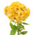 Yellow Coxcomb Celosia – Bulk Flower – Phoenix Arizona