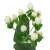 White Hypericum – Bulk Filler Flower – Phoenix Arizona