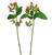 Coral Hypericum – Bulk Filler Flower – Phoenix Arizona